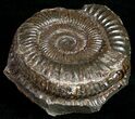 Pyritized Dactylioceras Ammonite - UK #10545-1